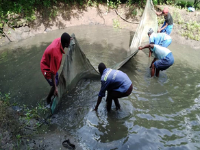 Aquaculture Strengthens MOET’s School Feeding Programme