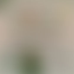 Sunday & Christmas Services