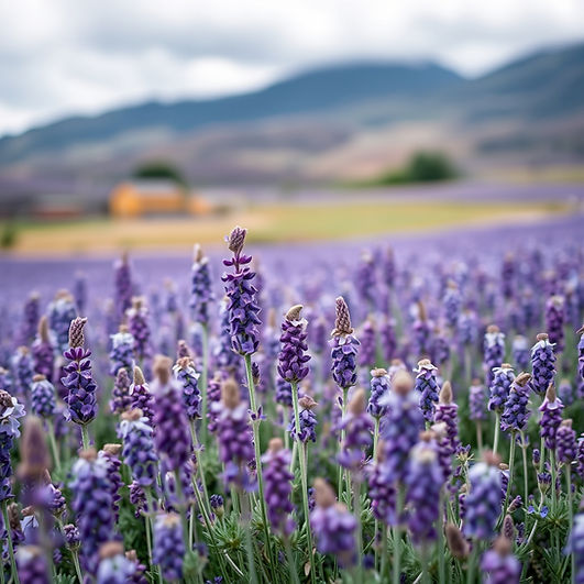lavander field.jpg
