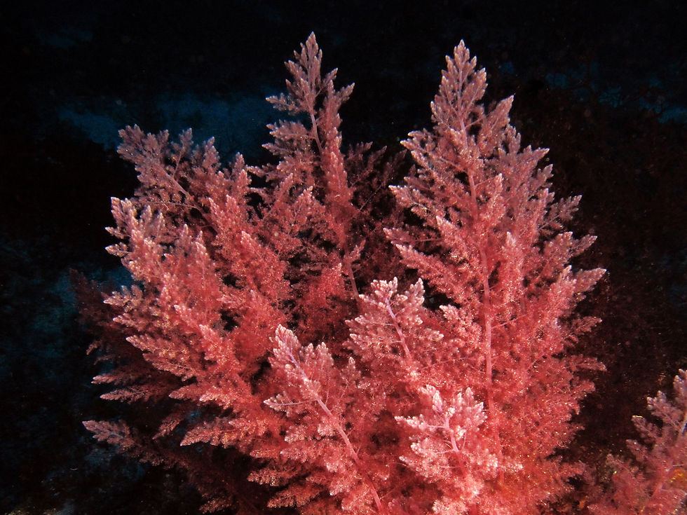 Asparagopsis.jpg
