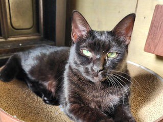 せりちゃん /女の子