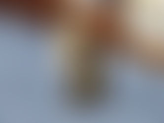 タビー 女の子 兄妹猫 子猫 人慣れ修行中