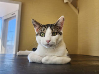 白キジ 男の子 兄妹猫 子猫 人慣れ抜群