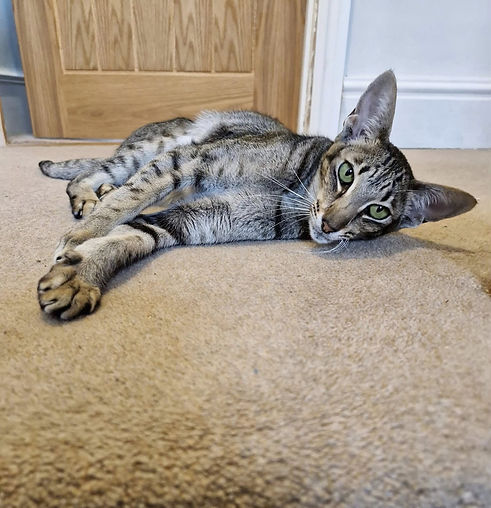 cat 2 debbies - Copy.jpg