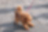A poodle runs across a square of stone slabs. Dog emotions. A dog on a leash in the city.