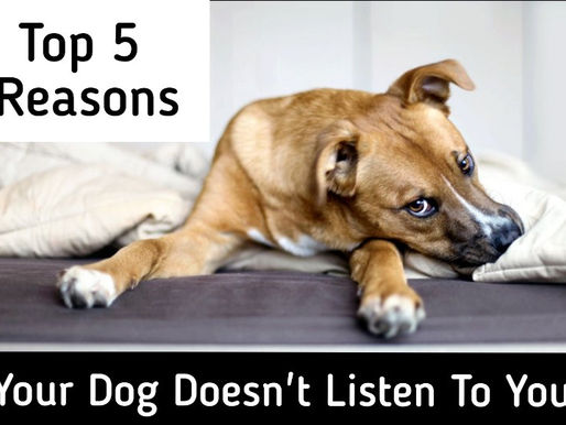 Top 5 Reasons Your Dog Doesn't Listen To You