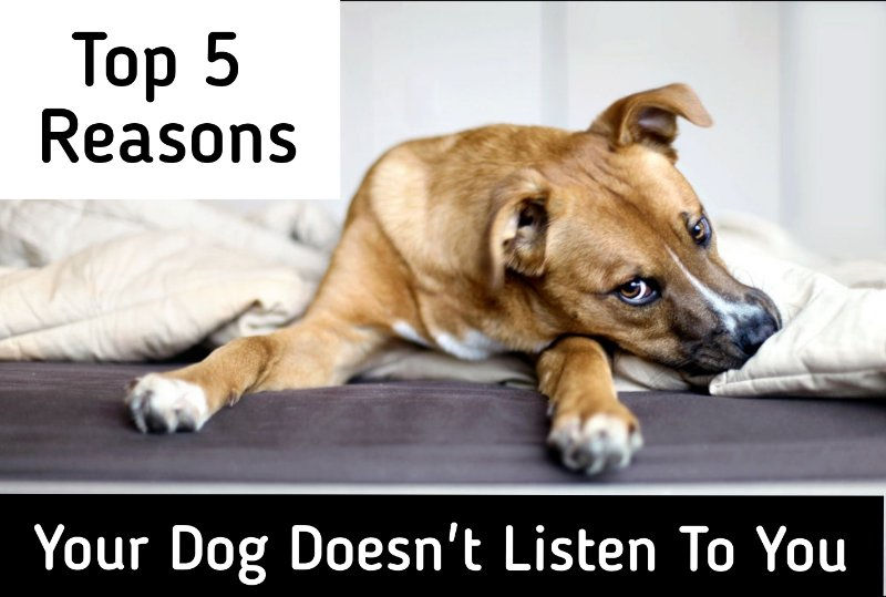 Top 5 Reasons Your Dog Doesn't Listen To You