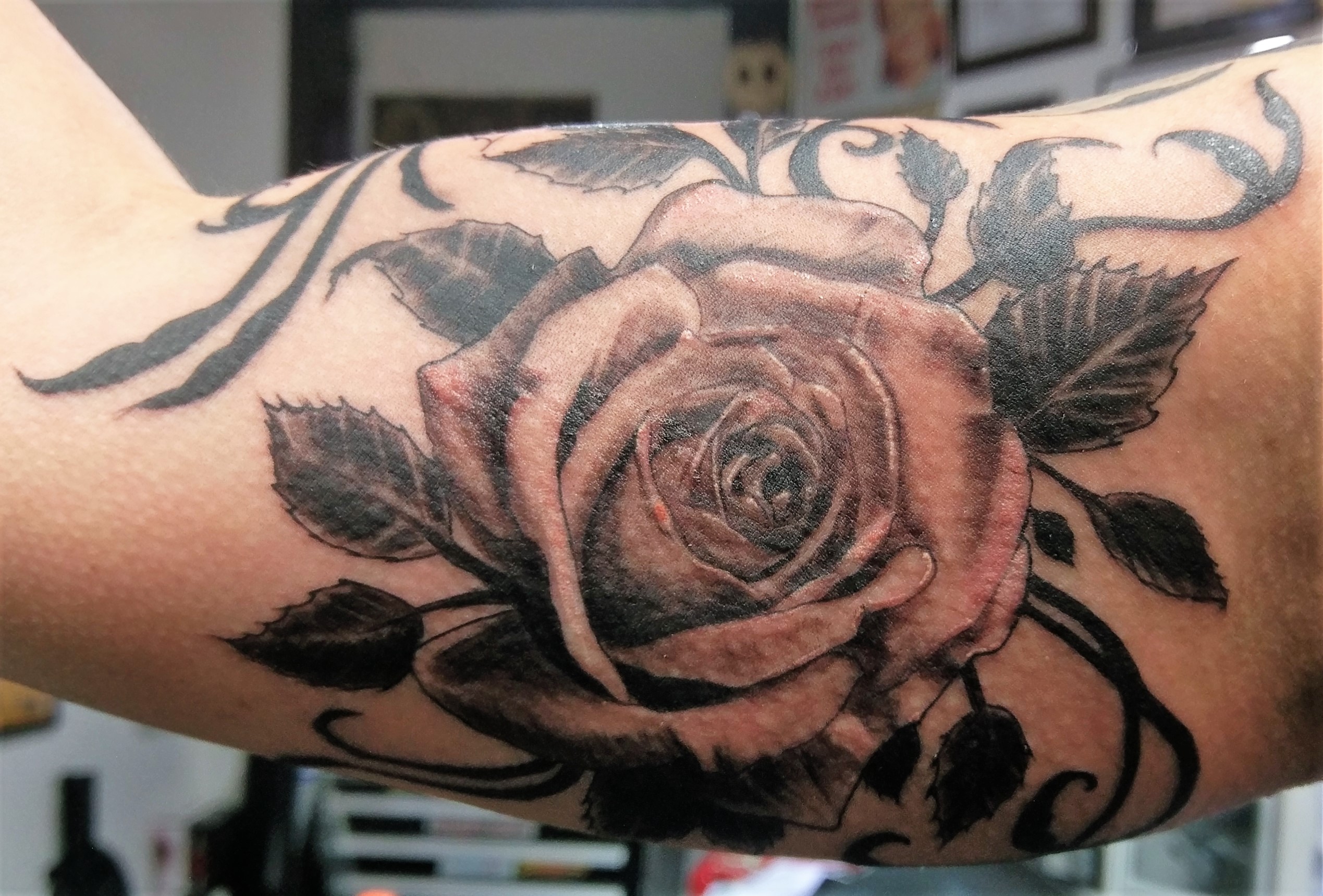rosebicep