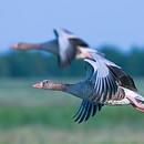 Snow Geese Migrating