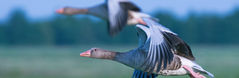 Oiseaux en vol au-dessus du lac de Vouglans dans un paysage préservé