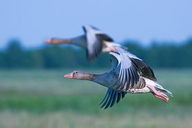 Snow Geese Migrating