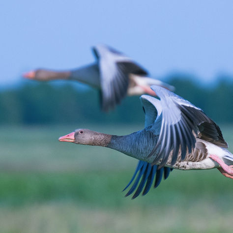 Gänse fliegen im Feld