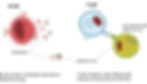 Immune System B Cells and T Cells