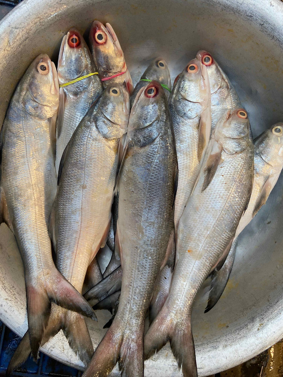 Fresh Gurjali Fish গুরজালি মাছ / Indian Salmon curry cut, large freshwater delicacy, hygienically packed and ready to cook.