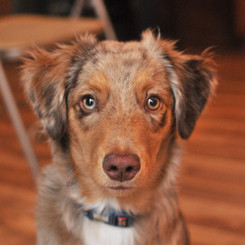 SADIE