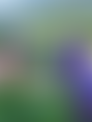 Valpolicella Iris: Where Nature Inspires Art and Luxury