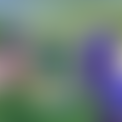 Valpolicella Iris: Where Nature Inspires Art and Luxury