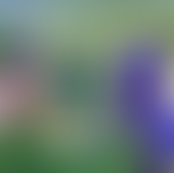 Valpolicella Iris: Where Nature Inspires Art and Luxury