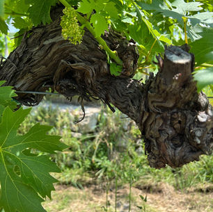 Amphora Revolution