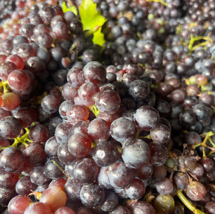 📖 Tagebuch der Tenuta – 29. Oktober 2025

Die Geburt des Valpolicella Superiore 2025