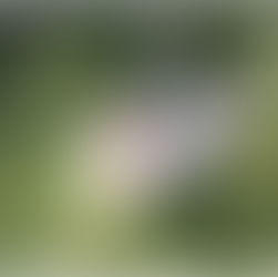 Discover the Timeless Soul of Valpolicella