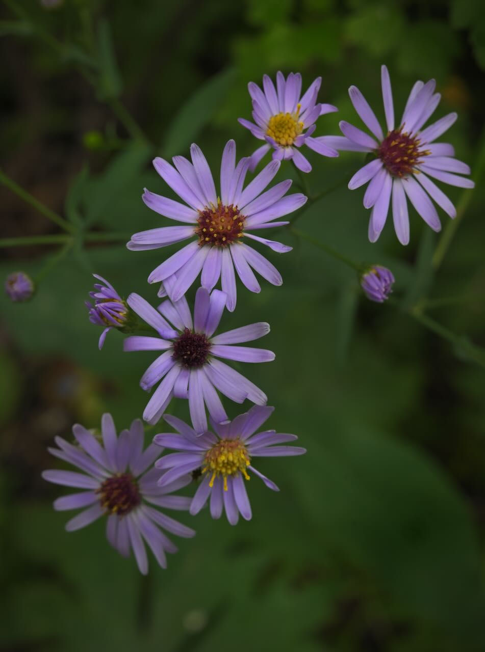 "Purple Flowers in August"