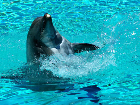 Marine Officials Investigate Death Of Six Bottlenose Dolphins Within The Last Day