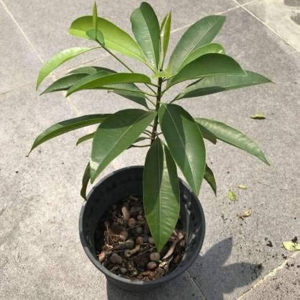 Sapota Plant (Chiku)