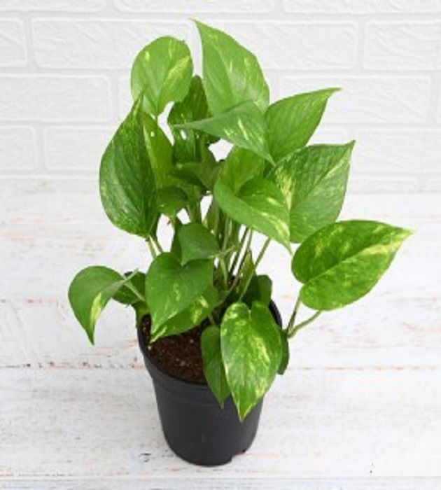 Money Plant Variegated