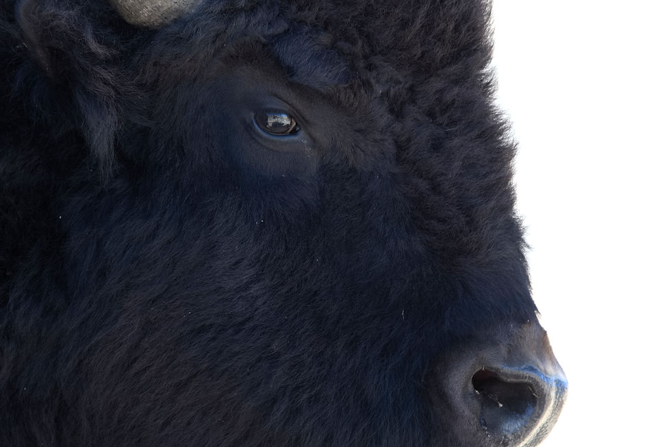 Bison d'Amérique
