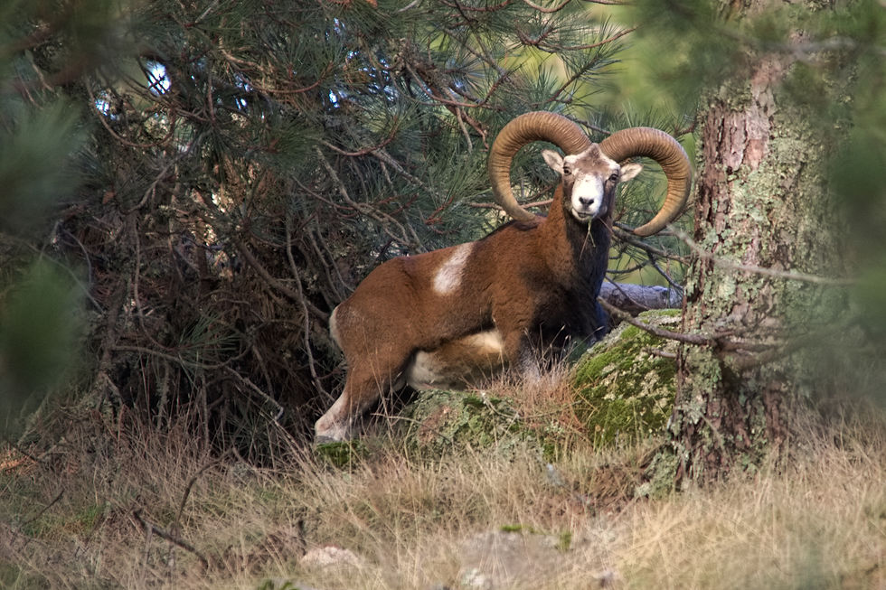 Mouflon Corse
