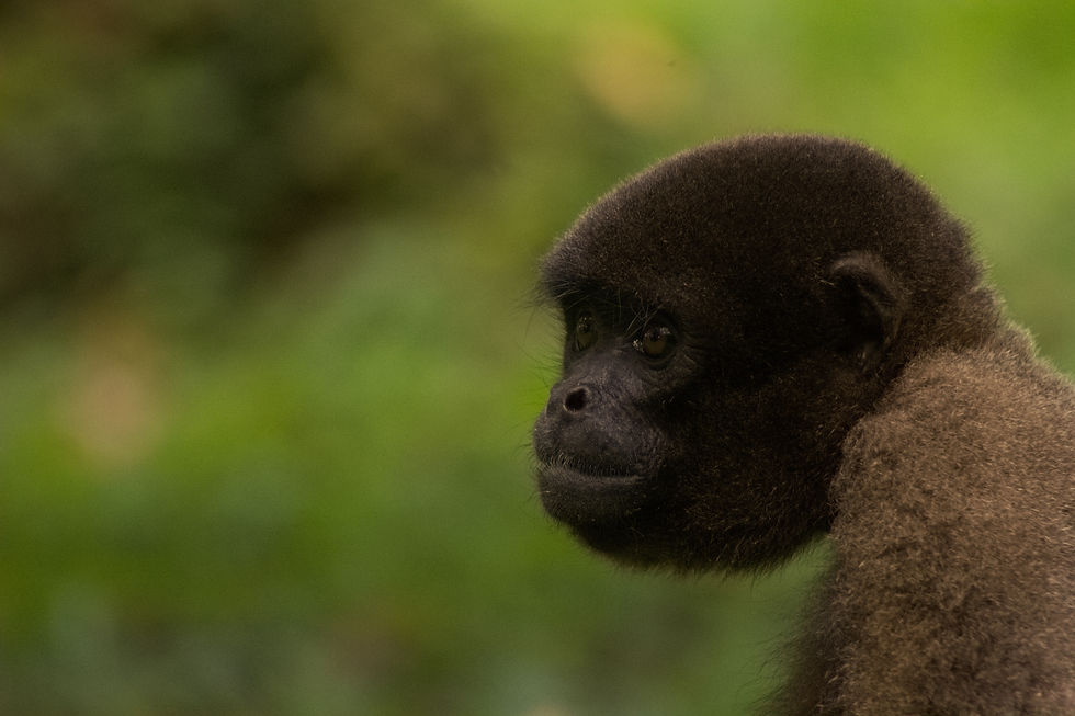 Singe laineux