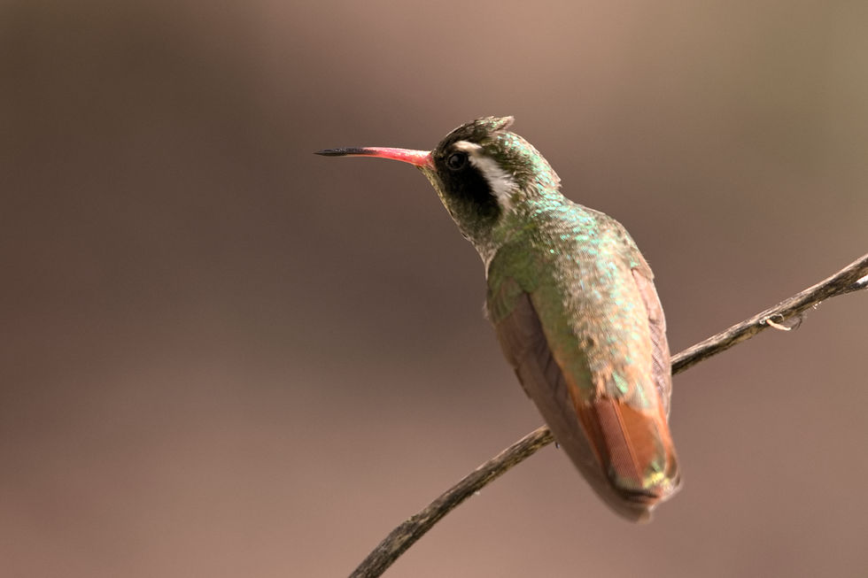 Colibri de Xantus