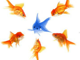 Why do so many Australian Health Clubs want to be the Orange Fish?