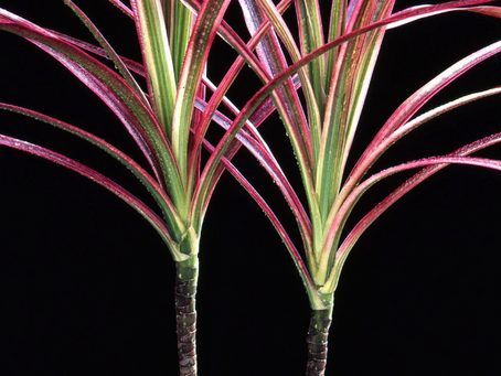 How to root a Red Dragon Tree (Dracaena marginata) cutting in water (Step-by-Step)