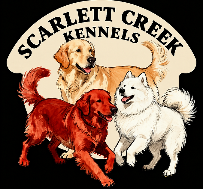 Image of English cream and red retrivers  samoyeds
