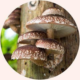 Shiitake in circle(1).png