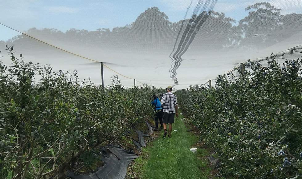 Blueberry Picking
