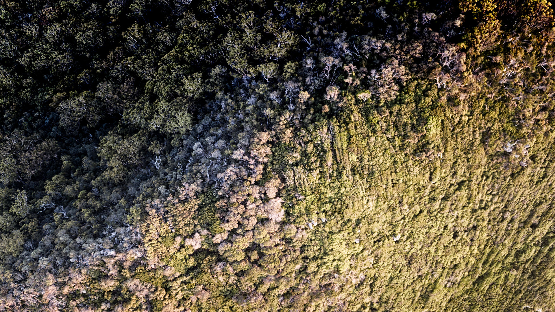 Trees from Above