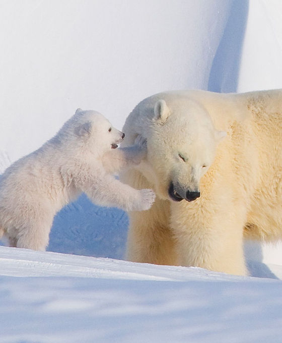 387489f1b8413ff360c3eead07c710621c-polar