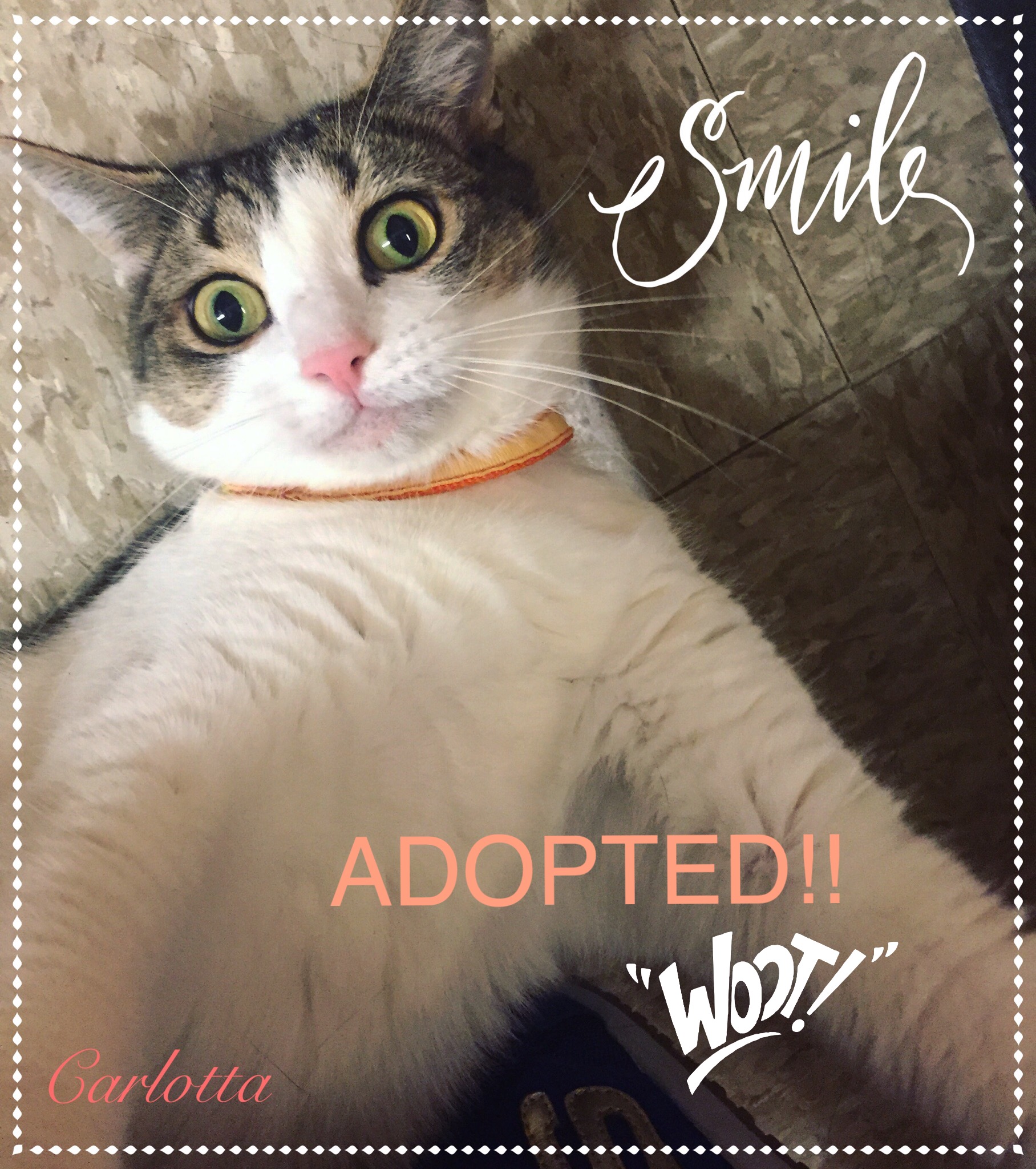 The Cat's Meow Rescue Group Delran New Jersey