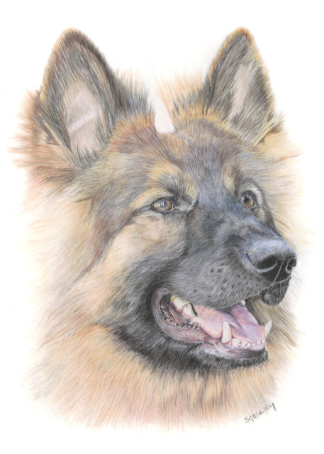 illustration of dog