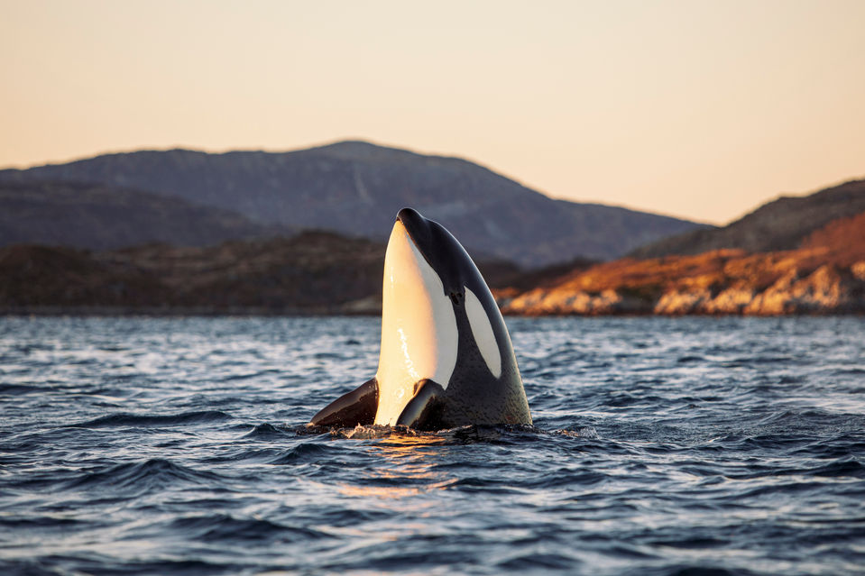 whale watching in tromso