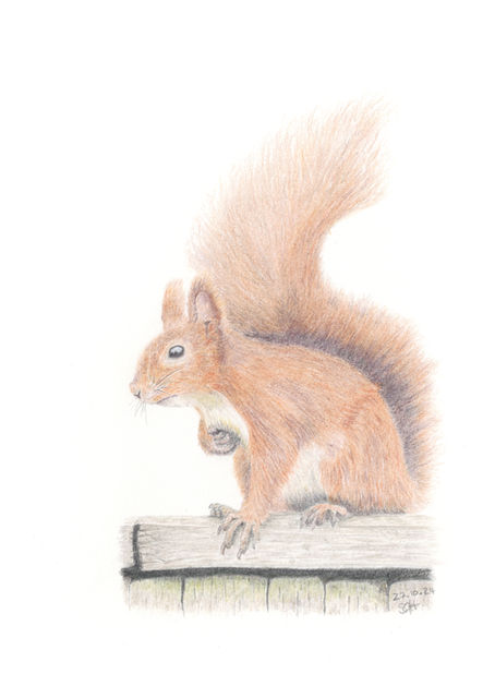 illustration off squirrel