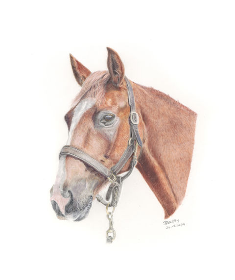 illustration of horse