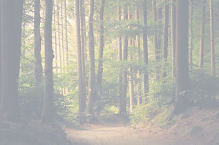 Beautiful woodland path_edited.jpg