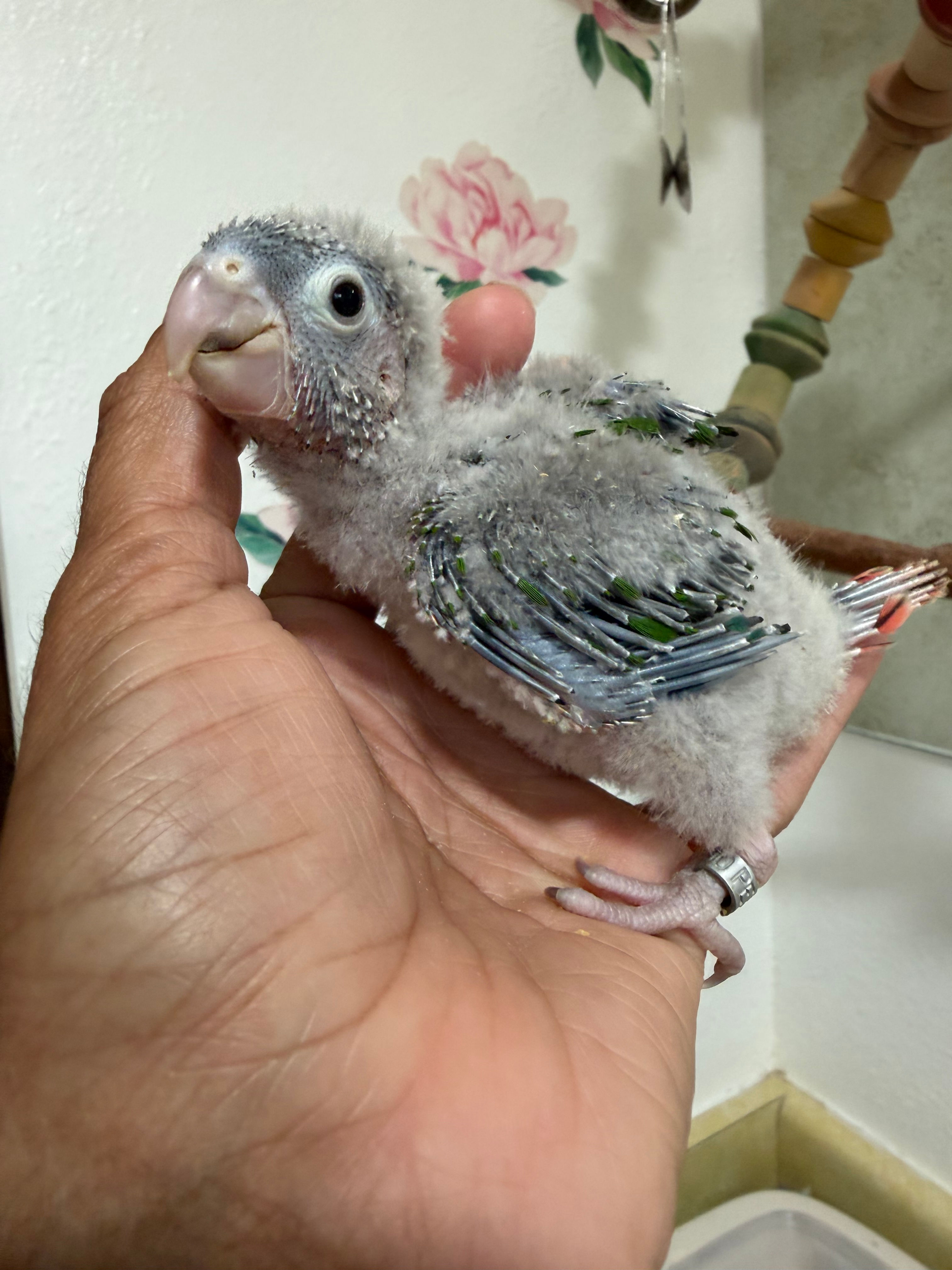 Green cheek conure - Yellowsided