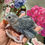 Thumbnail: Indian Ringneck parakeet -Violet
