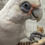 Thumbnail: Bared Eye cockatoo - Male 10 years old