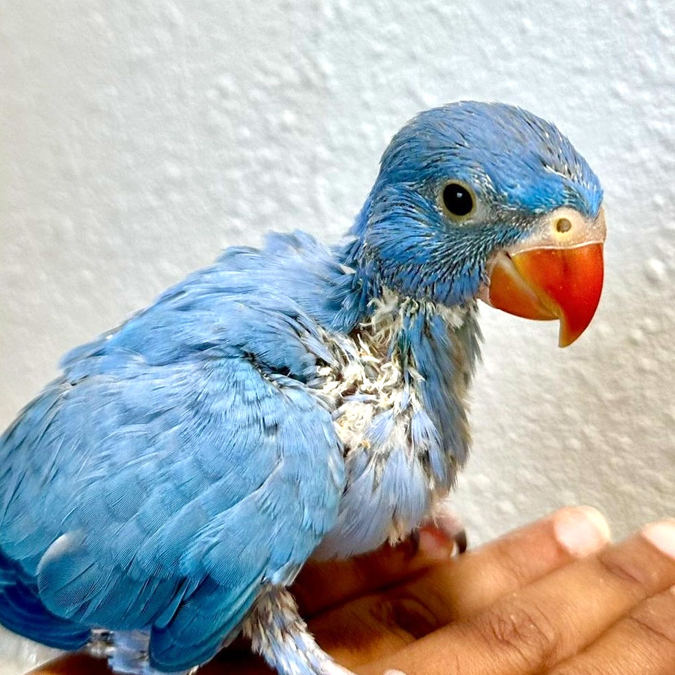 Indian Ringneck parakeet -Cobalt Opaline